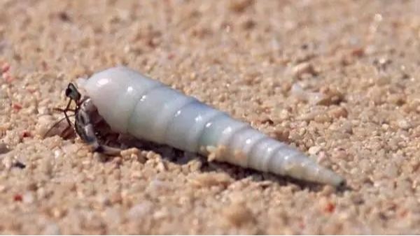 FUYU 科普篇｜你知道螺紋是誰發明的嗎（ma）？（下）